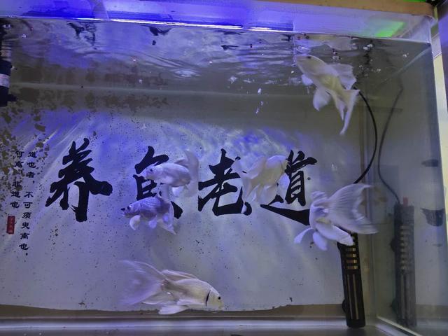 接近一个月没有换水也没有加水的鱼缸，观赏鱼会出现哪些问题？