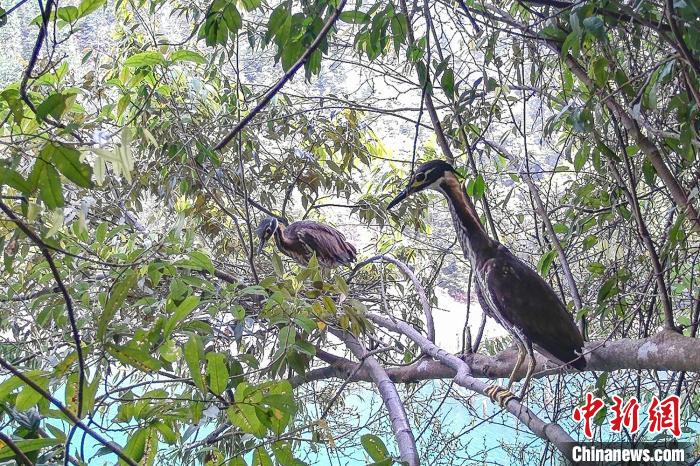 科研团队日前在广东南岭国家级自然保护区监测到海南虎斑鳽。 广东省林业局 供图