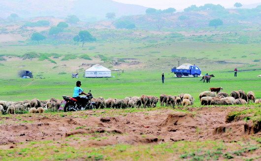 　　干涸时草衰水枯：牧人在达里诺尔湖畔干旱的草场上赶着羊群走过。新华社资料片