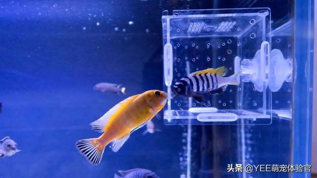 被称马湖蓝海豚的慈鲷，性格温和好混养，太抢手差点濒危