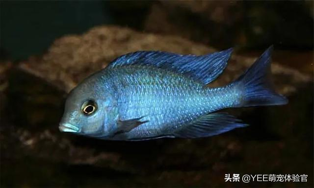 被称马湖蓝海豚的慈鲷，性格温和好混养，太抢手差点濒危