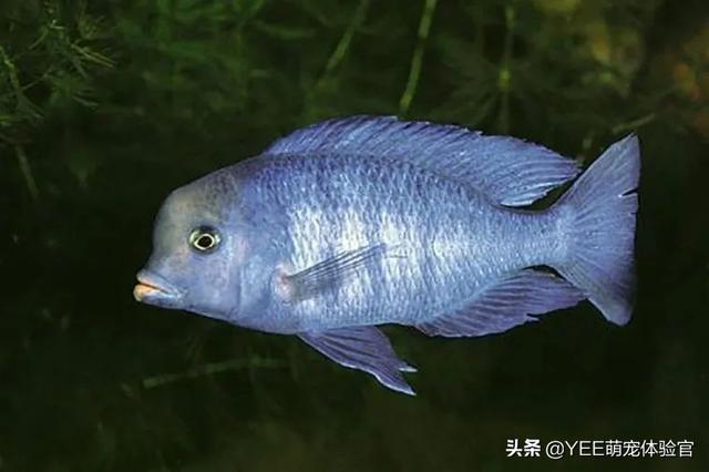 被称马湖蓝海豚的慈鲷，性格温和好混养，太抢手差点濒危