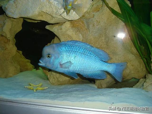 被称马湖蓝海豚的慈鲷，性格温和好混养，太抢手差点濒危