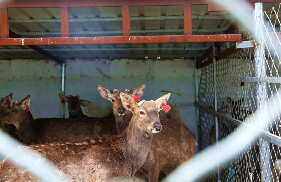 图为王金钢鹿棚里呆萌的小鹿。 白俊华 摄