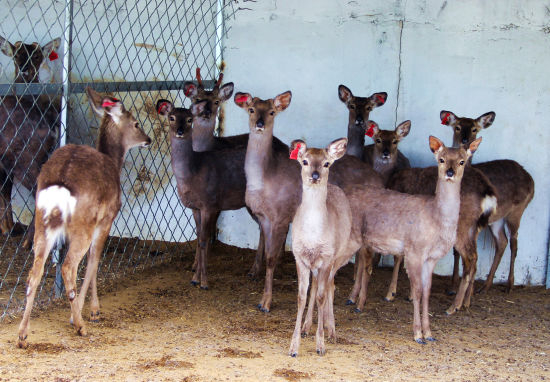图为王金钢梅花鹿养殖合作社的幼年鹿棚。 周新育 摄