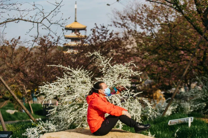 武汉盛开的樱花（图片来源：每经记者 张建 摄）