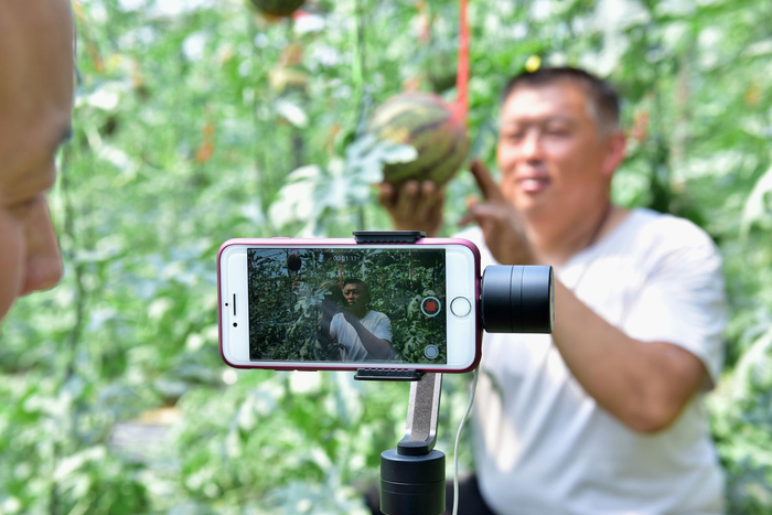 2020年4月17日，在河北省石家庄新乐市国峰西瓜合作温室大棚，直播工作人员和瓜农在直播吊蔓西瓜的生长情况，拓宽销售渠道，助力瓜农脱贫。 IC photo&nbsp; 图