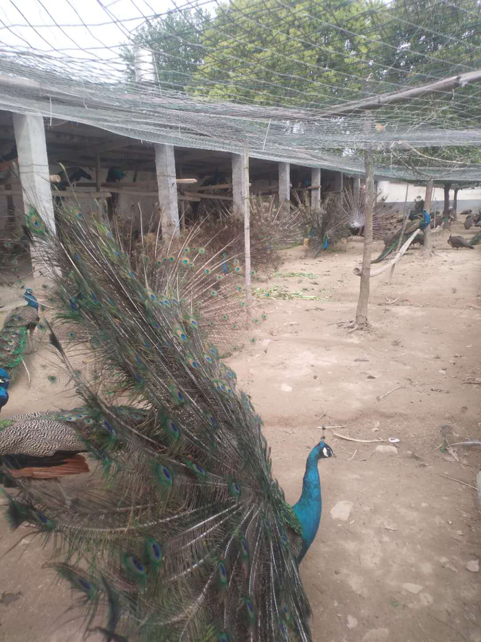 目前，王道金家里的600多只孔雀依然每天在家安逸地“闲逛”。受访者供图