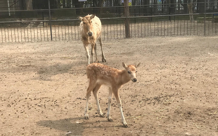 动物园内新生的小麋鹿被取名为“抗疫”和“重启”。受访者供图