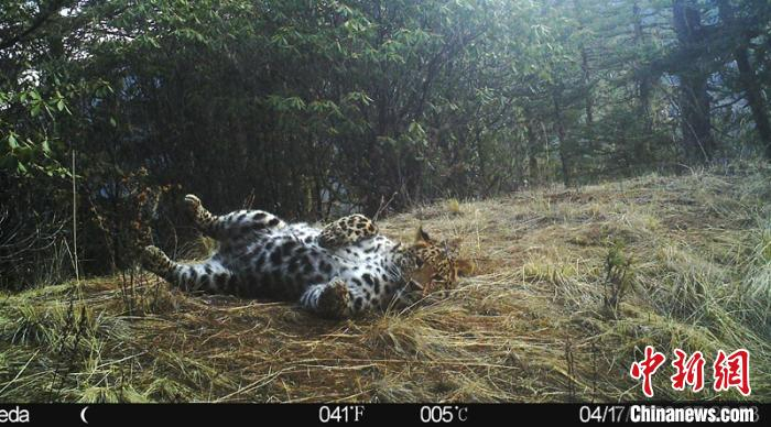 小憩的金钱豹憨态可掬。新龙县林业与草原局提供