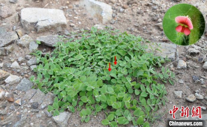 图为心叶木蓝。　中国科学院东南亚生物多样性研究中心提供 摄