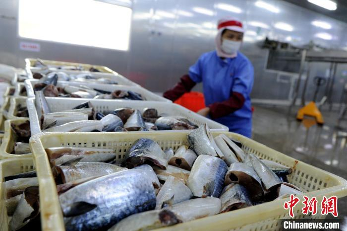 福建紫山集团股份有限公司工人赶制出口的海鲜罐头订单。　张金川 摄