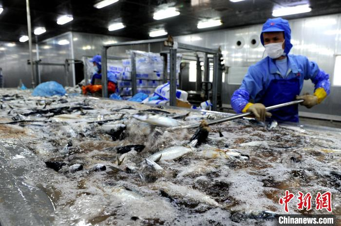     福建紫山集团股份有限公司工人在清洗海鱼。　张金川　摄