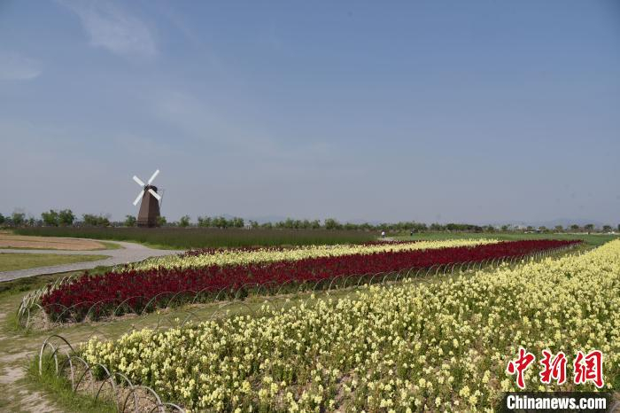 海上花田掠影 范宇斌 摄