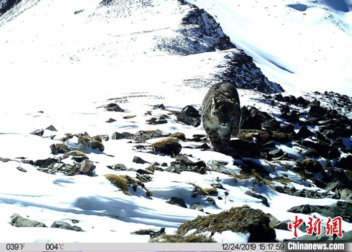 雪山上的雪豹。新龙县林业与草原局提供 刘忠俊 摄