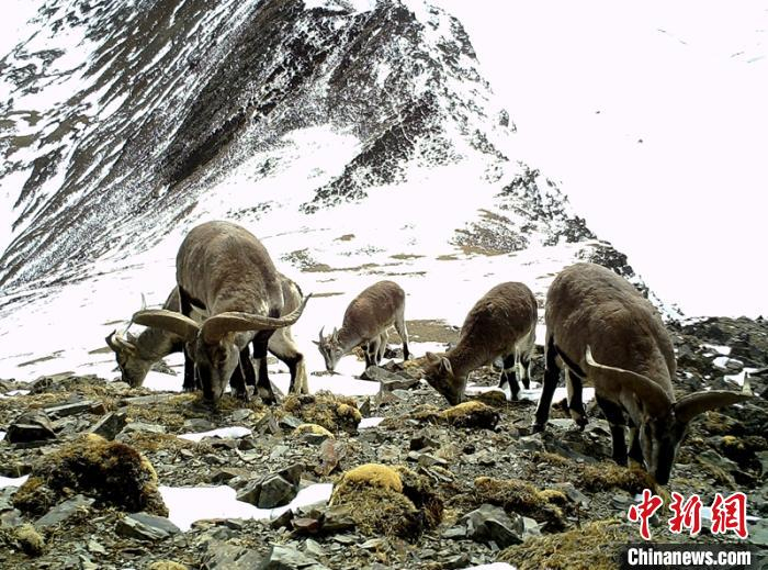 红外相机拍到的岩羊。新龙县林业与草原局提供