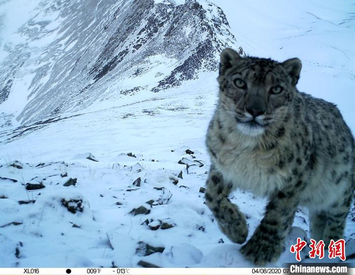 红外相机拍到的雪豹。新龙县林业与草原局提供