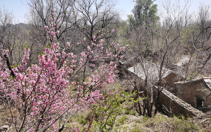 大片粉色的桃花在断壁残垣间盛放。新京报记者 王颖 摄