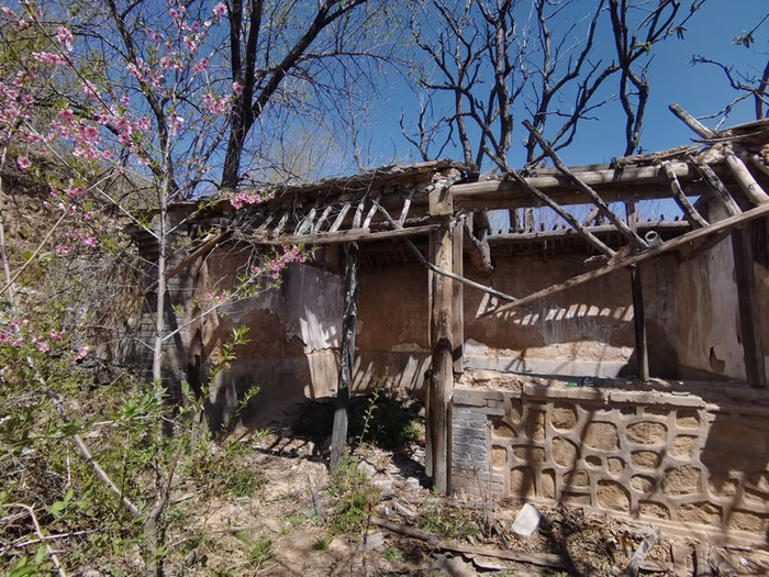 在一处废弃的房屋前，桃花正在悄悄地绽放。新京报记者 王颖 摄