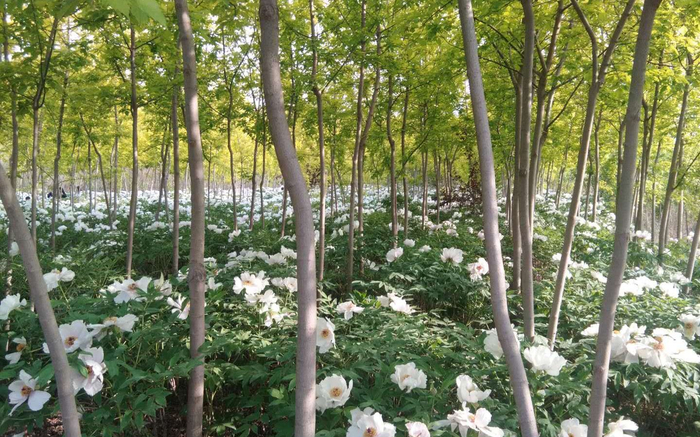 小树林下的牡丹正值花季。受访者供图