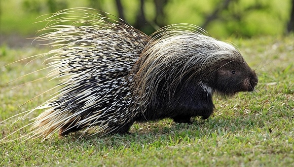 豪猪。图片来源：视觉中国