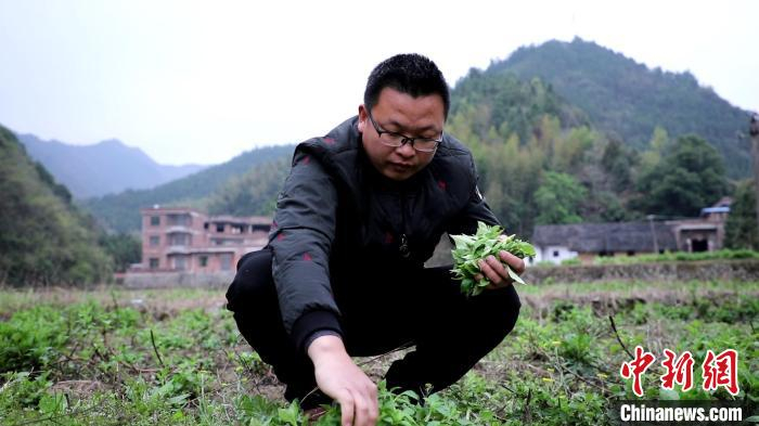 李井方正在采摘人工种植的苦公菜。　蒋军君 摄