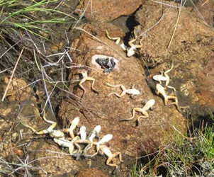 图片来源：参考论文