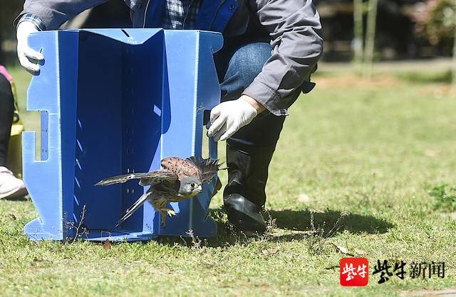 护送红隼重归大自然。 新华报业视觉中心记者 邵丹 摄