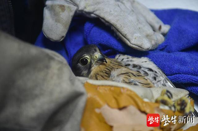 放归前，救护人员为红隼进行最后的体检。 新华报业视觉中心记者 邵丹 摄