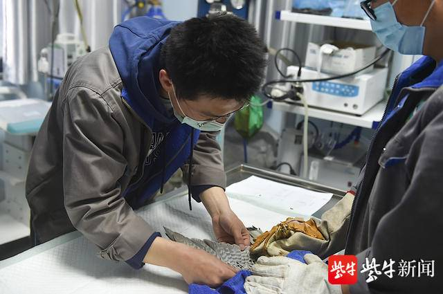 确认红隼情况稳定。 新华报业视觉中心记者 邵丹 摄