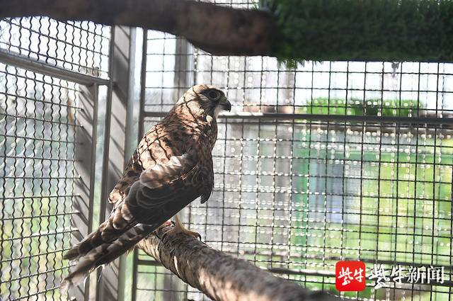 这只红隼在救护中心休养了一个多月。 新华报业视觉中心记者 邵丹 摄