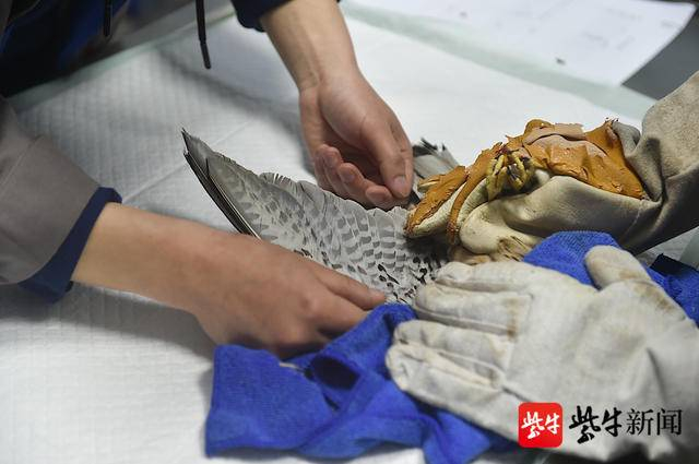 缺失的尾羽已经长出。 新华报业视觉中心记者 邵丹 摄