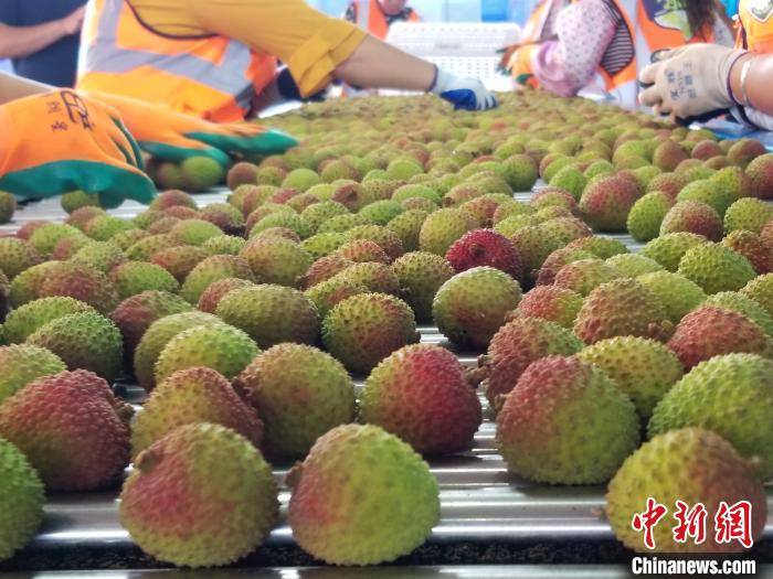     经过分拣流水线的妃子笑荔枝。　王晓斌　摄