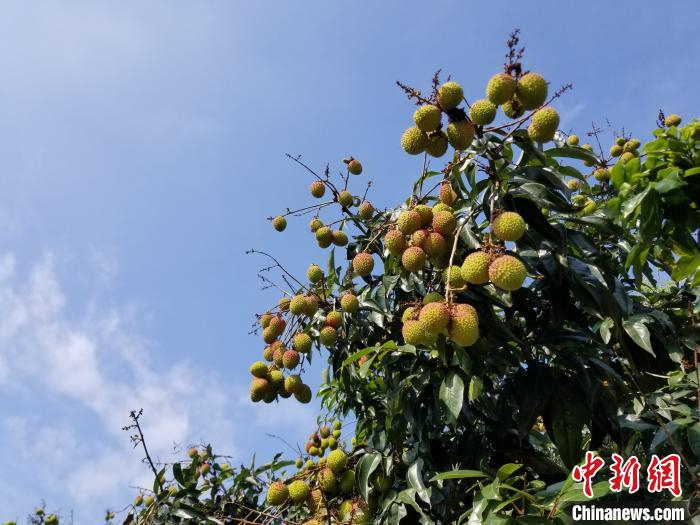 枝头的荔枝陆续成熟。　王晓斌 摄