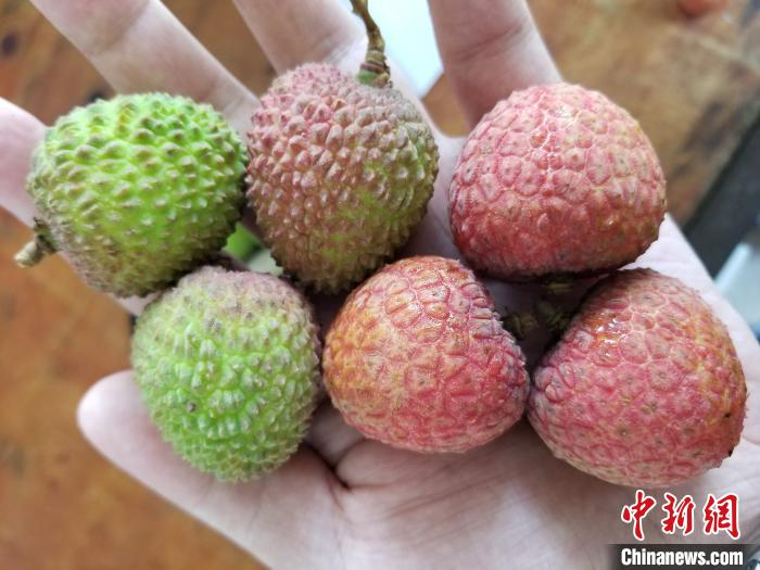 当下上市的妃子笑(上方三颗)和白糖罂。　王晓斌 摄