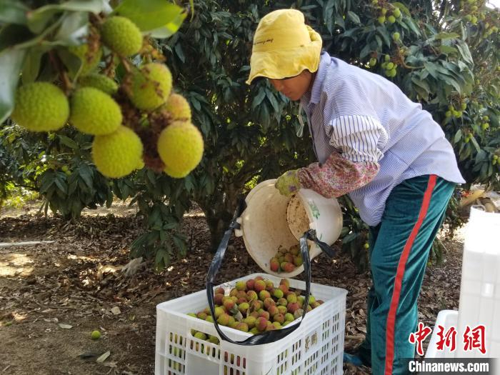 工人们在果园采摘荔枝。　王晓斌 摄