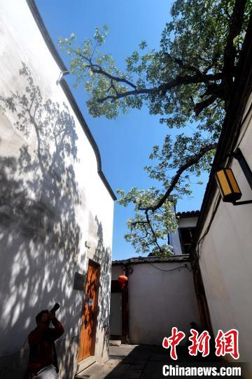 图为福州三坊七巷衣锦坊内的流苏树花满树冠，如盖霜雪。　张斌 摄