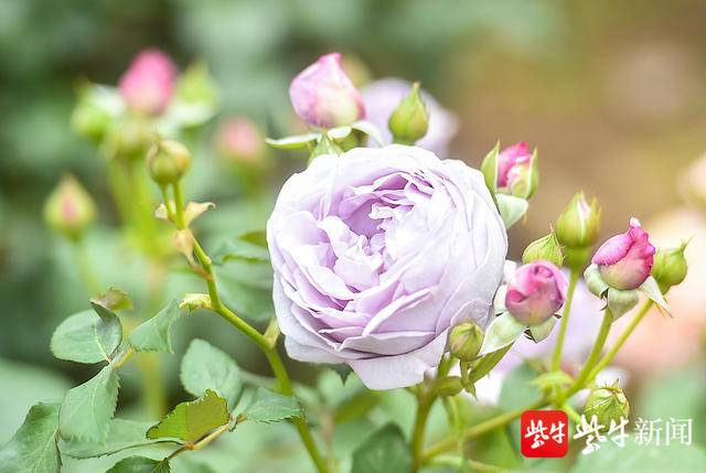 月季园的欧月和大花月季大面积盛开。 新华报业视觉中心记者 邵丹 摄