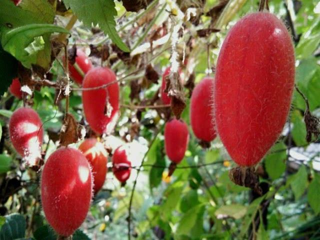 这种植物是《四世同堂》“大赤包儿”的原型,老北京人才熟悉