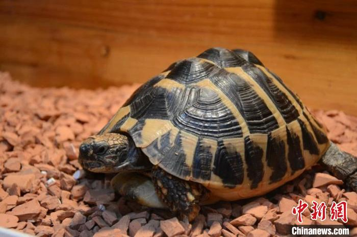 涉案龟类 温岭公安供图