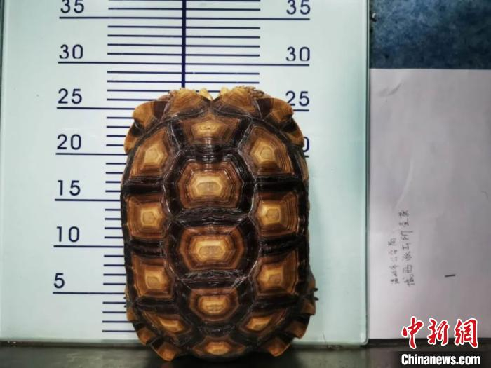 涉案龟类 温岭公安供图