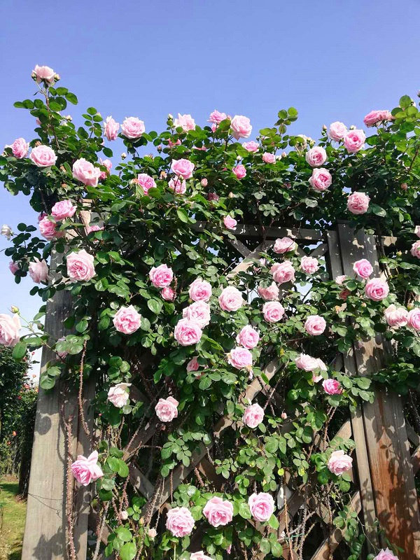 图说：藤羽衣  园方供图（下同）