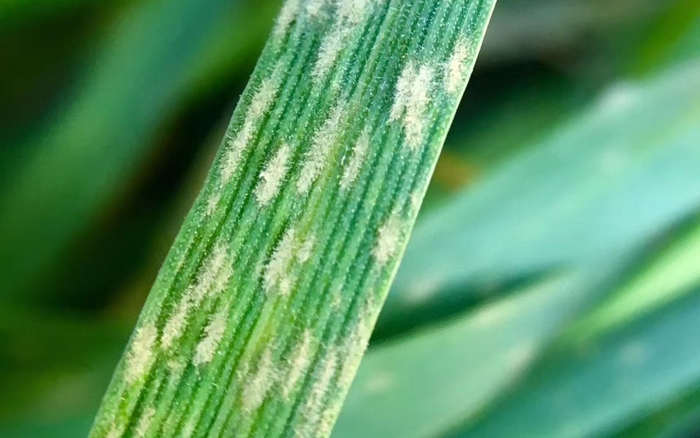 被侵染的叶片。受访者供图