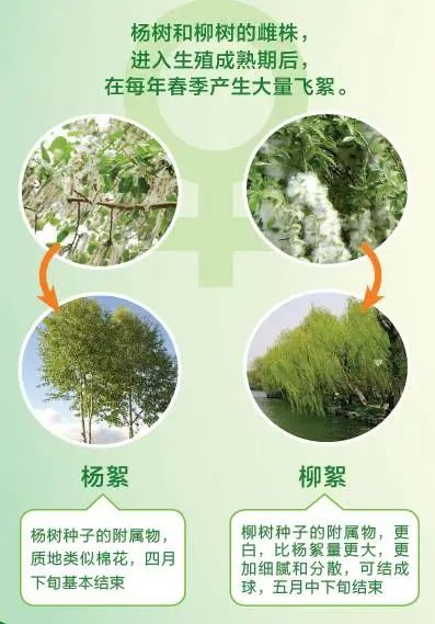 课外地理 | 地理视角下的“杨花柳絮随风舞”