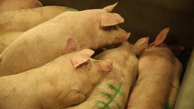美国猪价4天内翻倍，150万头生猪待处理！中国猪肉市场情况如何？