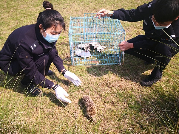 图说：放生刺猬  警方供图