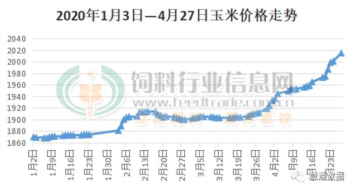 部分企业玉米收购价突破2200元/吨，赖氨酸市场水涨船高