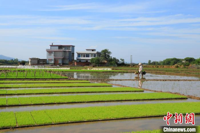 长势喜人的秧苗。　蒋云 摄