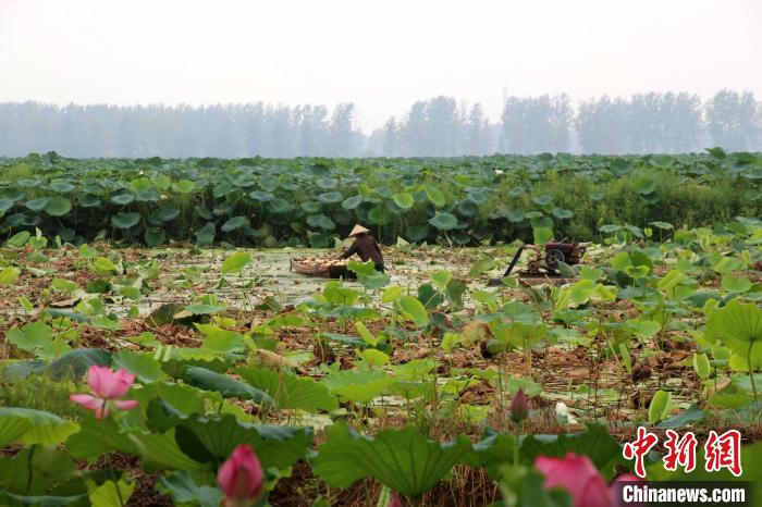霍邱县城西湖乡万亩莲藕产业扶贫基地基地。　洪永亮 摄