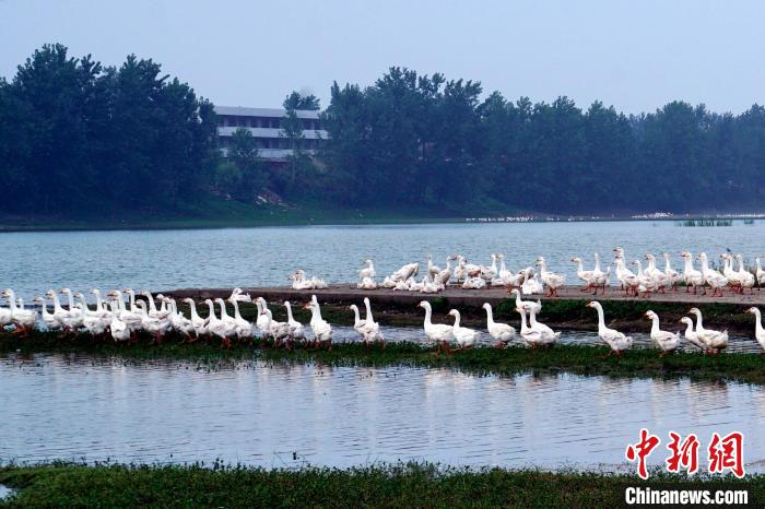 霍邱城西湖乡皖西白鹅产业养殖。　杜光荣 摄